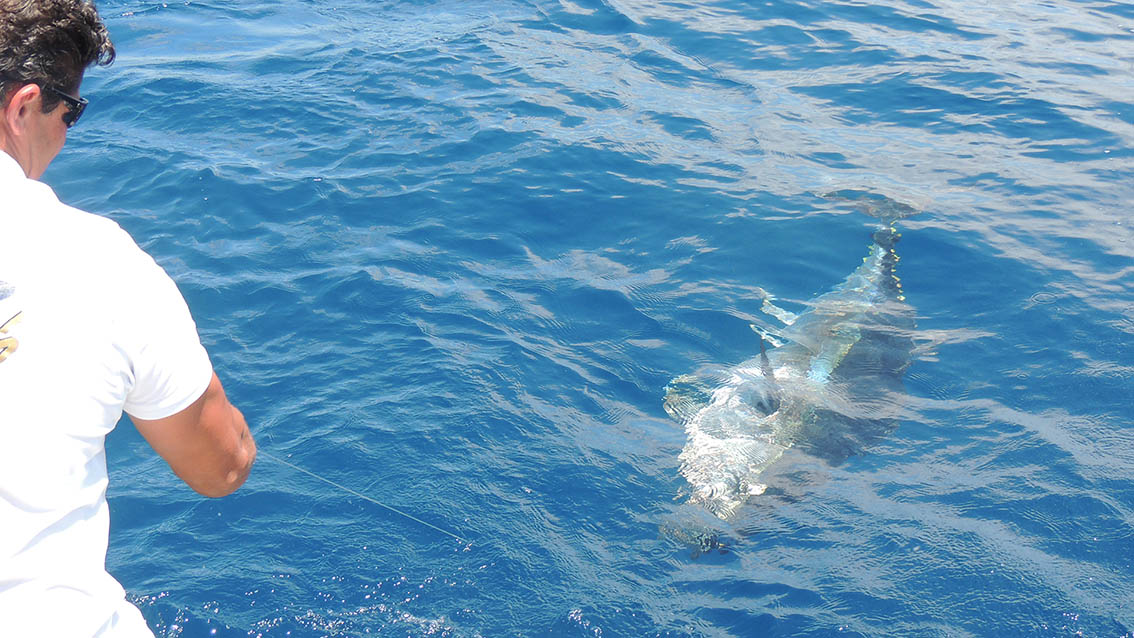 Fishing for bluefin tuna in Mallorca: Offshore Fishing in Alcudia, Mallorca (Deep Sea Fishing)