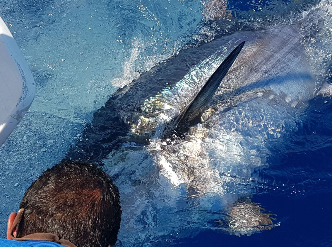 Angelangebot auf Mallorca : Big Game Angeln auf Blauflossenthun