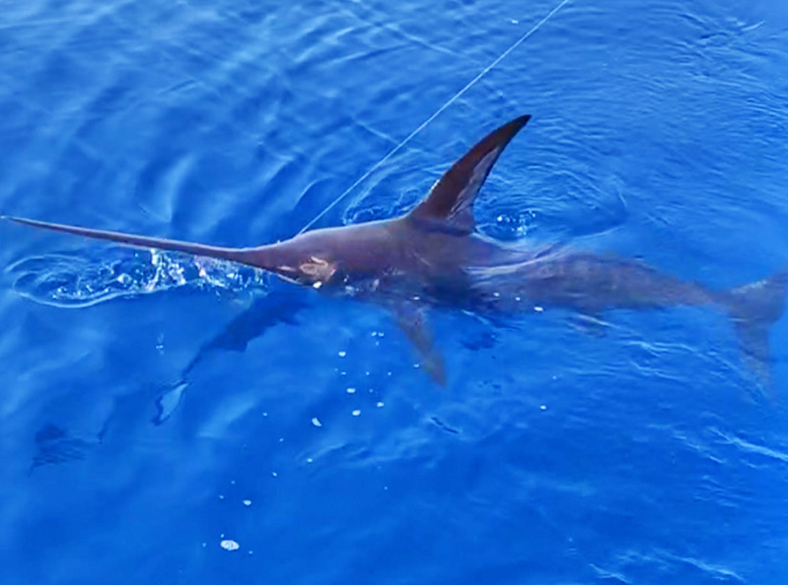 Hochseeangeln vor Mallorca auf Mallorca: Big Game Angeln auf Schwertfisch