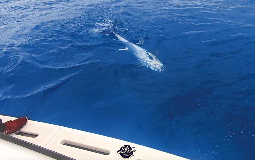 Deep sea fishing in Mallorca fun with the little ones too